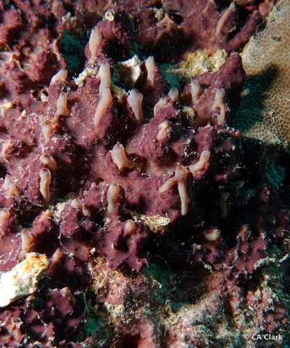 Aplysinella rhax