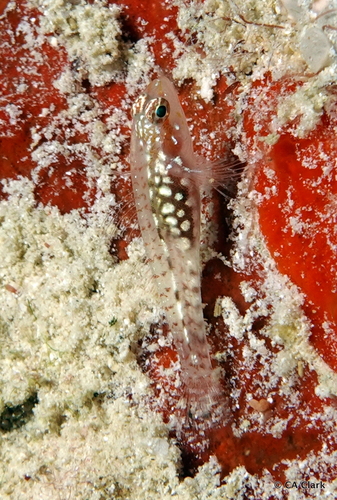 Eviota storthynx observed 2020-03-21