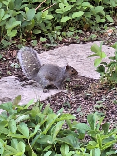 Eastern Gray Squirrel