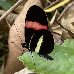 Heliconius melpomene rosina