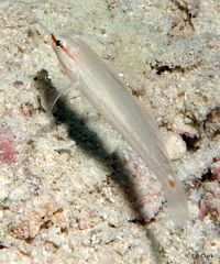 Amblygobius decussatus
