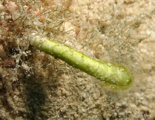 Neomeris vanbosseae