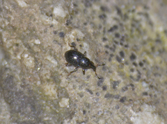 Leiosoma deflexum