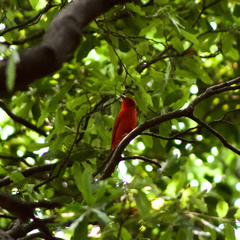 Piranga rubra