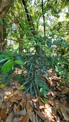 Podocarpus macrophyllus