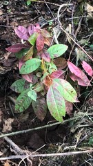 Oxydendrum