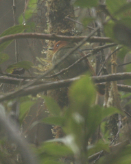 Pseudotriccus ruficeps