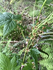 Ribes laxiflorum