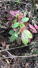 Oxydendrum
