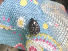 Euphoria sepulcralis