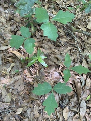 Toxicodendron pubescens image