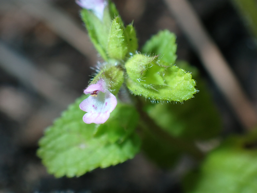 Stachys arvensis observed 2026-06-14