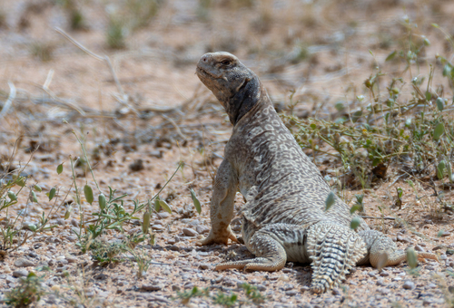 Egyptian Spiny–tailed Lizard