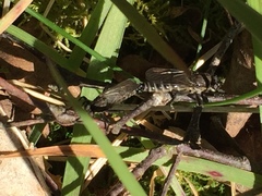 Lasiopogon