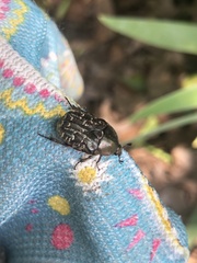 Euphoria sepulcralis