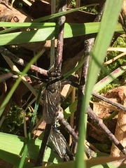 Lasiopogon