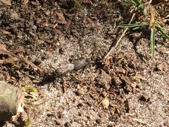 Lasiopogon