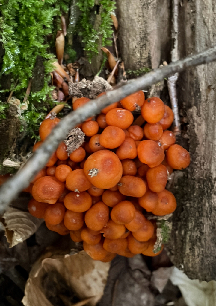 orange mycena · June 2026 · photo: Photo: (c) Mark, some rights reserved (CC BY) · iNaturalist