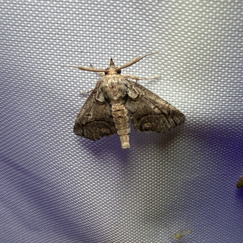 Barrens Paectes Moth photo 4