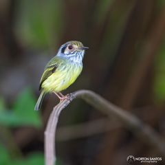 Myiornis auricularis