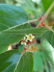 Colubrina arborescens, photograph (c) Giovanny Vargas, some rights reserved (CC BY)