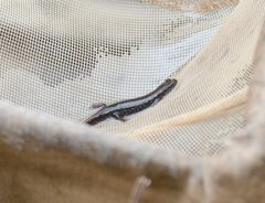 Desmognathus valtos