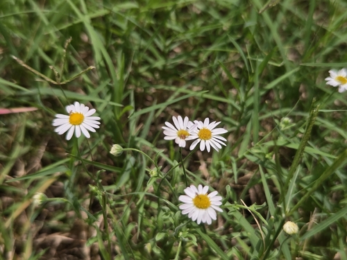 Aphanostephus ramosissimus, photograph 2