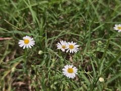 Aphanostephus ramosissimus, photograph (c) Jason Layman, some rights reserved (CC BY-SA)