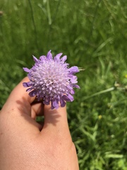 Sixalix atropurpurea