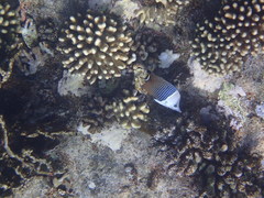 Chaetodon mesoleucos