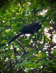 Crotophaga ani