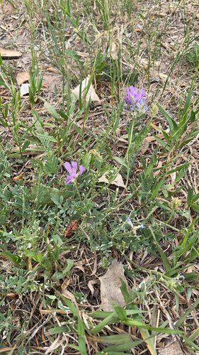 Laxmann's Milkvetch