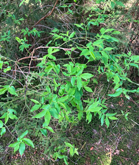 Vaccinium erythrocarpum, photograph (c) River Ahlquist, some rights reserved (CC BY)