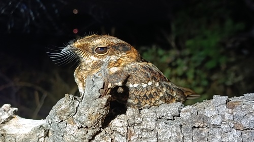 Scissor-tailed Nightjar
