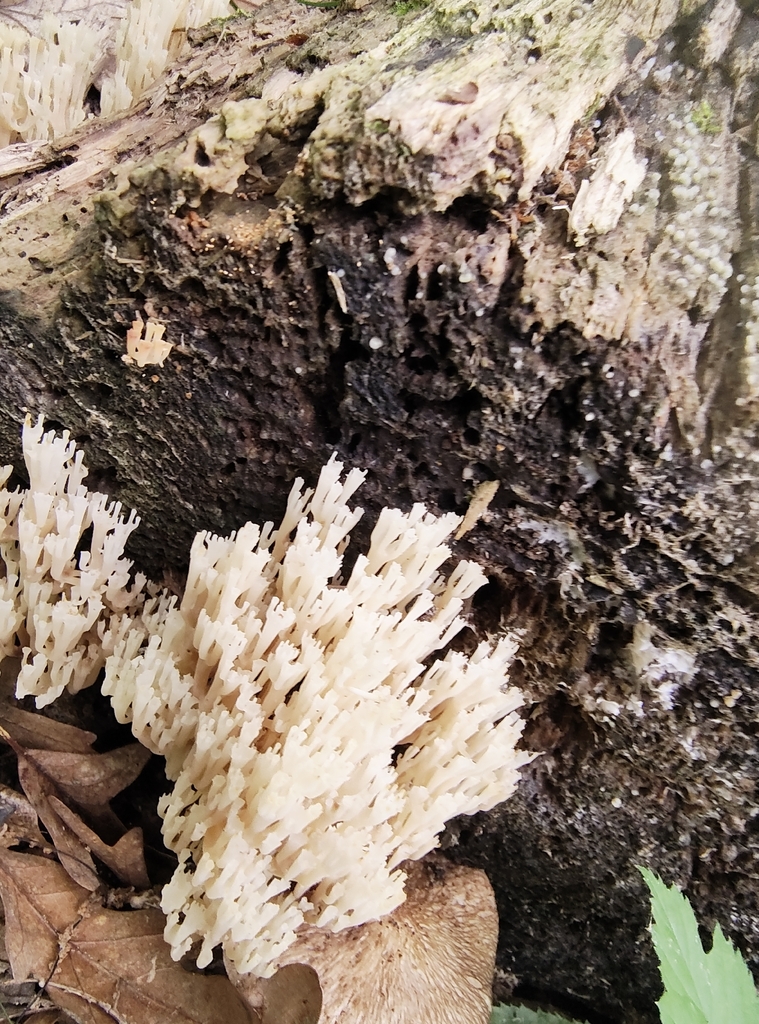 crown-tipped coral fungus · June 2026 · photo: Photo: (c) Sienna, some rights reserved (CC BY) · iNaturalist