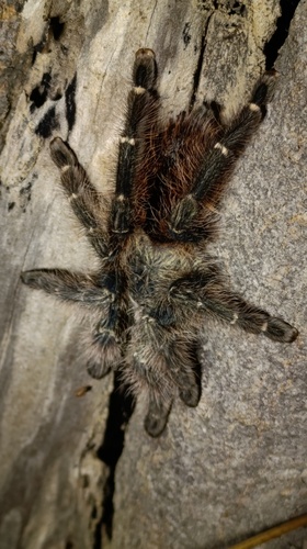 Avicularia taunayi