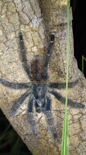 Avicularia taunayi