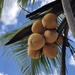 Coconut Palms - Photo (c) Maya, some rights reserved (CC BY-NC), uploaded by Maya