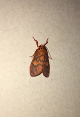 Ammatho cuneonotatus