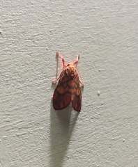 Ammatho cuneonotatus