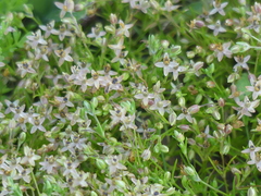 Galium andrewsii