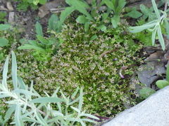 Galium andrewsii
