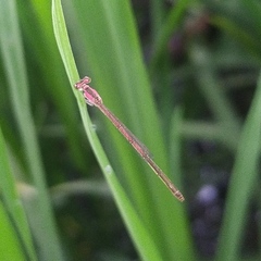 Agriocnemis