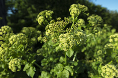 Smyrnium olusatrum