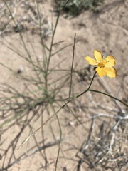 Linum aristatum