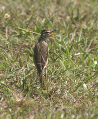 Anthus rufulus