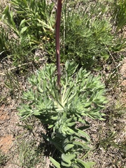 Oenothera cinerea cinerea