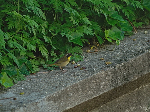 Common Yellowthroat