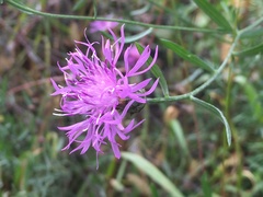 Centaurea × moncktonii