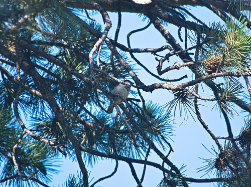 House Sparrow
